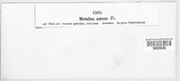 Pseudomerulius aureus image
